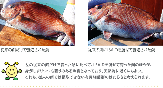 左の従来の餌だけで育った鯛に比べて、LSAIDを混ぜて育った鯛のほうが、 身がしまりつつも張りのある魚姿となっており、天然物に近く味もよい。 これも、従来の餌では摂取できない有用細菌群のはたらきと考えられます。