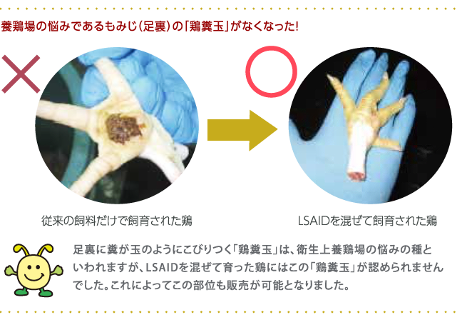 養鶏場の悩みであるもみじ（足裏）の「鶏糞玉」がなくなった！